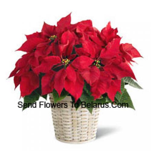 Urocza poinsettia w koszu