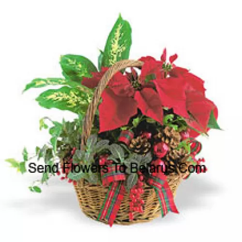 Este duradero plantador navideño presenta una variedad de robustas plantas verdes de interior combinadas con un festivo mini poinsettia y adornadas con piñas y detalles. (Tenga en cuenta que nos reservamos el derecho de sustituir cualquier producto por un producto adecuado de igual valor en caso de no disponibilidad de cierto producto)