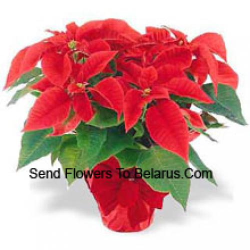 Hermosas Poinsettias Rojas