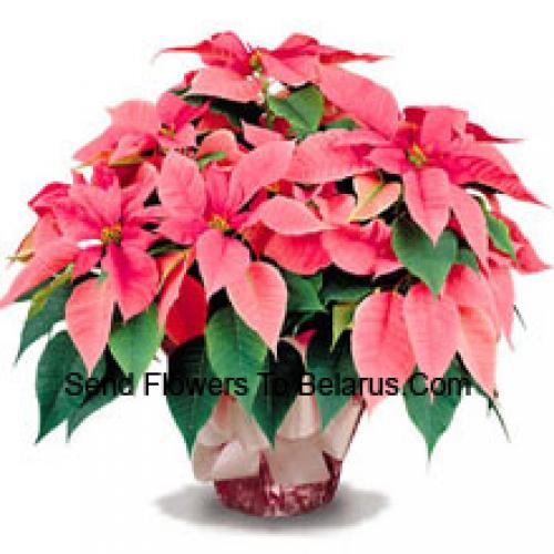 Élégantes Poinsettias avec feuilles