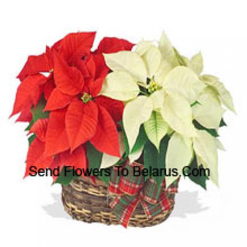 Beau Panier de Poinsettias Rouge et Blanc